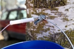 Birch tree tapping | Make your own birch syrup | Alaskaknitnat.com