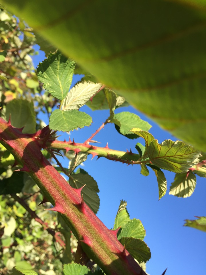 Harvesting Seattle: Blackberry Peach Pepper Pie | An adaptation from Alaskaknitnat.com
