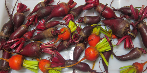 Harvesting Anchorage: Pickling and canning beets in Alaska | A great step-by-step tutorial by the Alaska Urban Soil Project