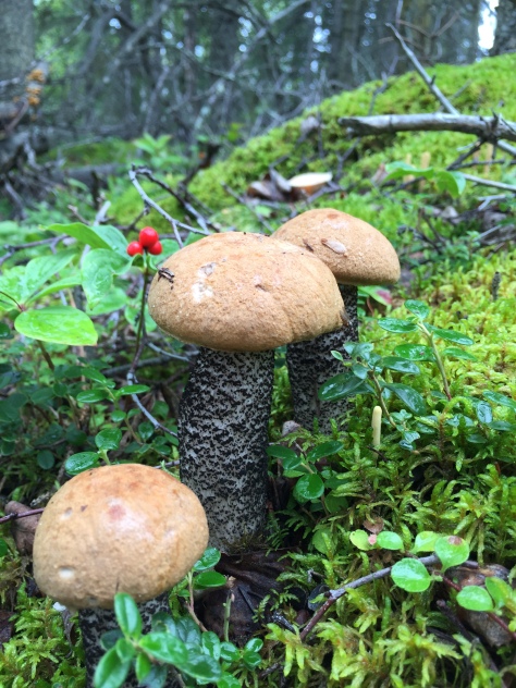 Aspen scaber stalk bolete mushrooms